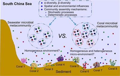 Dispersal Limitation Expands the Diversity of Coral Microbiome Metacommunity in the South China Sea